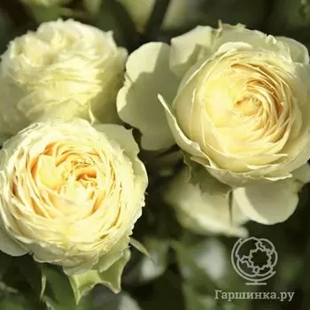 Роза Лемон Рококо флорибунда, Тантау