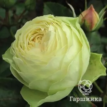 Роза Лемон Рококо