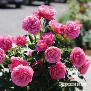 Роза Леонардо Да Винчи