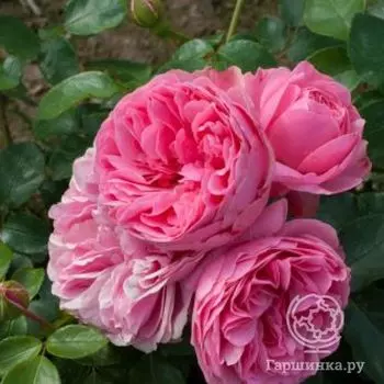 Роза Леонардо да Винчи флорибунда, Top Roses