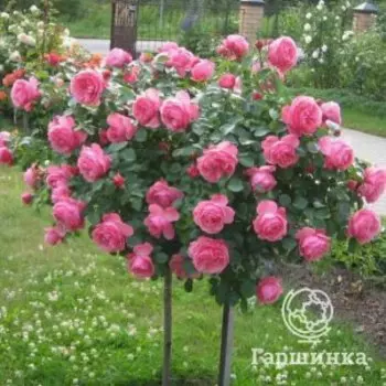 Роза Леонардо Да Винчи на штамбе 100см