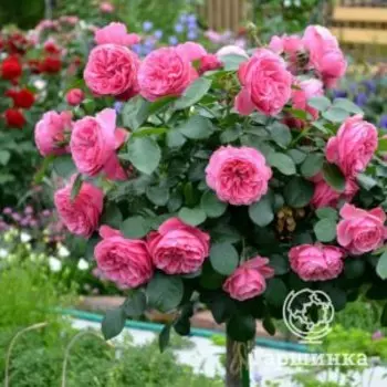 Роза Леонардо Да Винчи на штамбе 90см