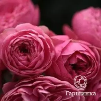 Роза Леонардо да Винчи