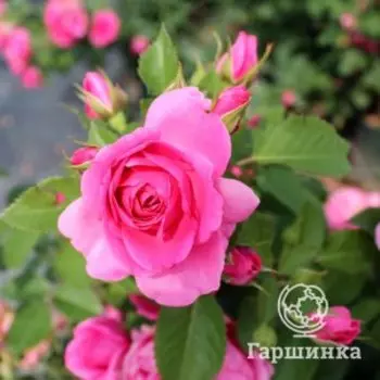 Роза Лея Ренессанс шраб