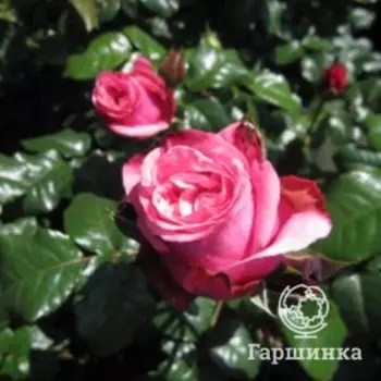 Роза Лесная Ягода чайно-гибридная