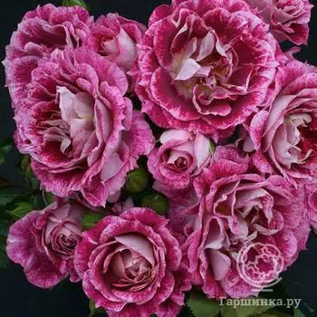 Роза Летс Селебрейт флорибунда, Топалович