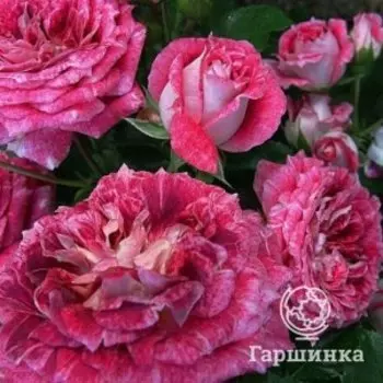 Роза Летс Селебрейт, Питомник роз Тимофей