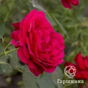 Роза Лев Толстой, Питомник роз Тимофей