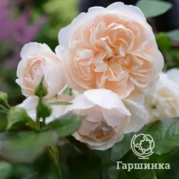 Роза Личфилд Энджел, Питомник роз