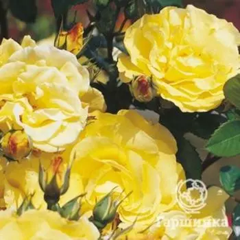 Роза Лихткенигин Люция кустарниковая, Кордес