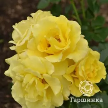 Роза Лихткенигин Люция