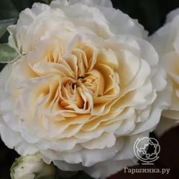 Роза Лилиан Бейлис, Харкнесс