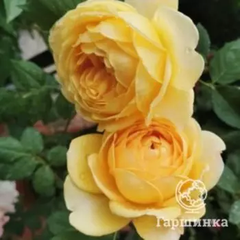 Роза Лимон Помпон флорибунда