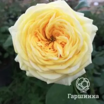 Роза Лимон-Помпон, Питомник роз