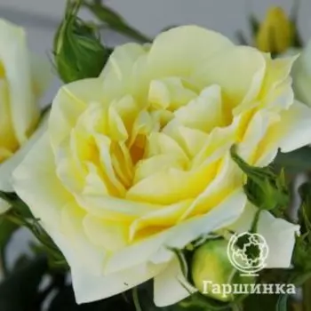 Роза Лимона чайно-гибридная