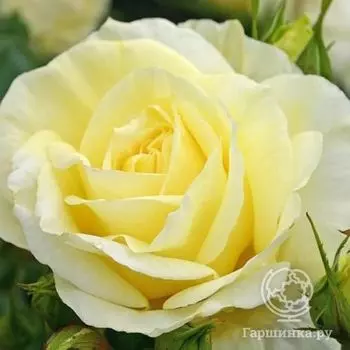 Роза Лимона чайно-гибридная, Кордес