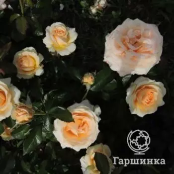 Роза Линда Беллингэм чайно-гибридная