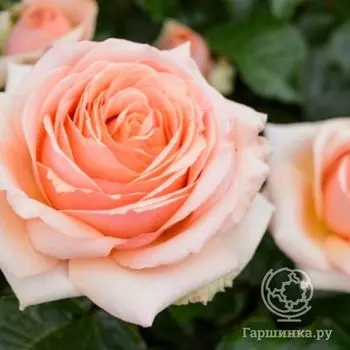 Роза Линда Беллингем, Харкнесс