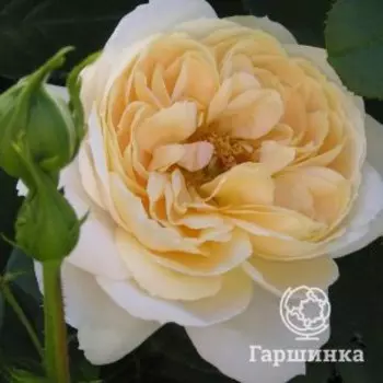 Роза Лионс