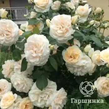Роза Лионс Роуз, Питомник роз Тимофей
