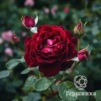 Роза Лия Меж шраб