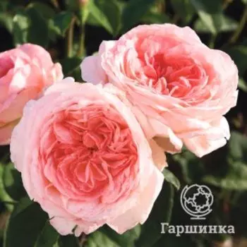 Роза Лив Тайлер, Питомник роз