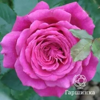 Роза Лолита Лемпика чайно-гибридная, Топалович