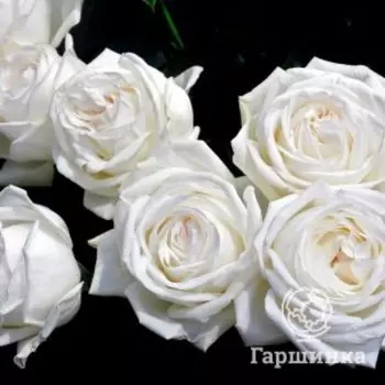 Роза Ломоносов (Пьер Ардити)