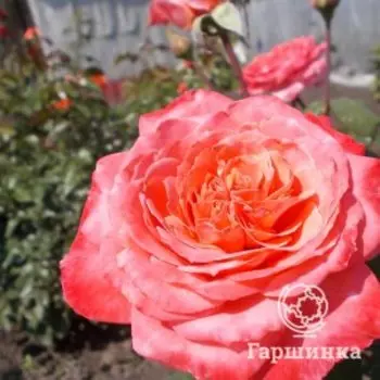Роза Лоран Каброль, Питомник Розы Фокино