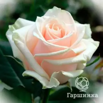 Роза Лореин, Питомник роз