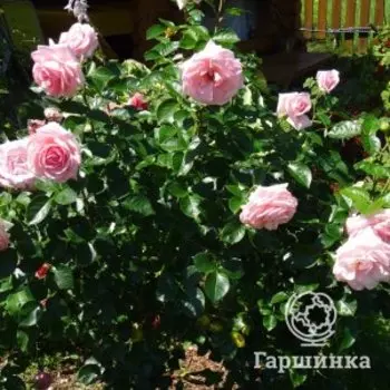 Роза Ля Фонтэн о Перл чайно-гибридная