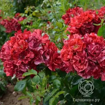 Роза Ля Рейн де ля Нуит, Дельбар