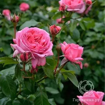 Роза Ля Роуз де Молинар, Дельбар