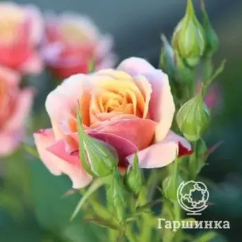 Роза Ля роз де Импрессионист флорибундаоза