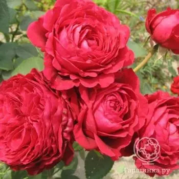 Роза Ля Роз Де Катрэ Вен, Дельбар