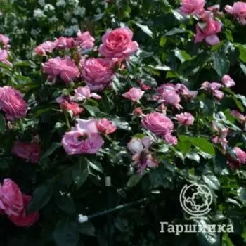 Роза Ля роз де Молинар шраб