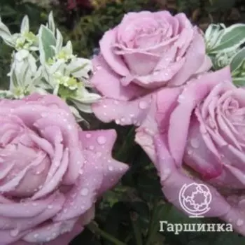 Роза Лугдунум чайно-гибридная, Питомник роз Королева Роза