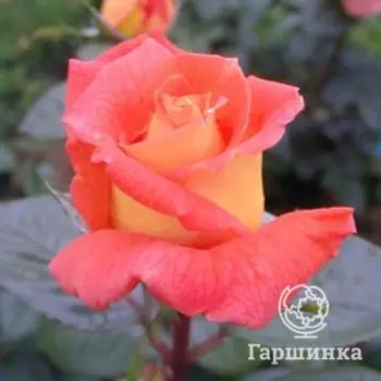 Роза Луи Де Фюнес чайно-гибридная, Воронежский питомник роз