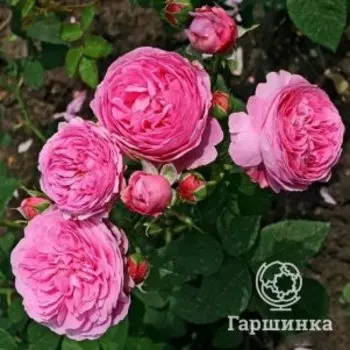 Роза Луис Одьер, Питомник роз Тимофей