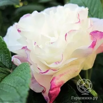 Роза Луиза Багнет канадская парковая п/c