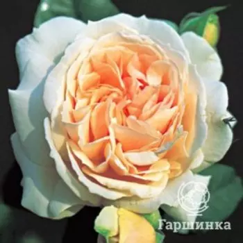 Роза Луиза Стоун