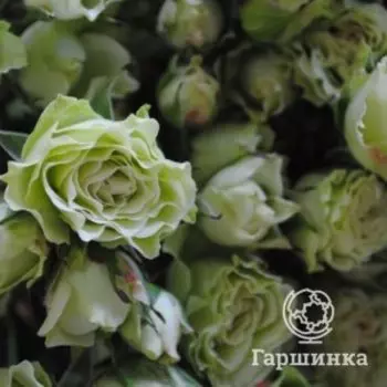 Роза Лувиана