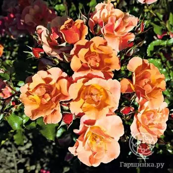 Роза Мьюзик почвопокровная