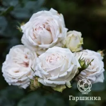Роза Мадам Анизетт