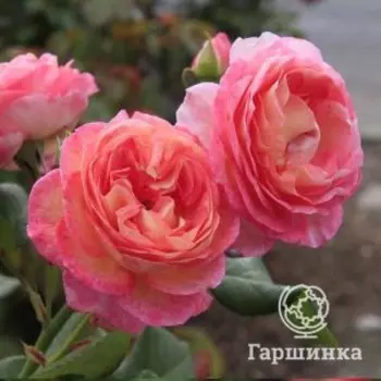 Роза Мадам Де Сталь, Питомник роз
