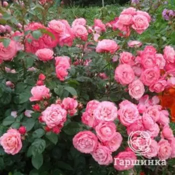 Роза Майн Шенер Гартен кустарниковая, Кордес