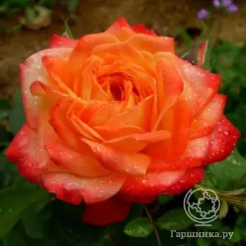 Роза Мамбо флорибунда, Топалович