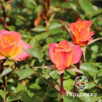 Роза Мандарин, Питомник роз Королева Роза