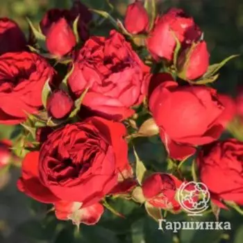 Роза Манора