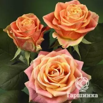 Роза Маракуйя чайно-гибридная, Топалович